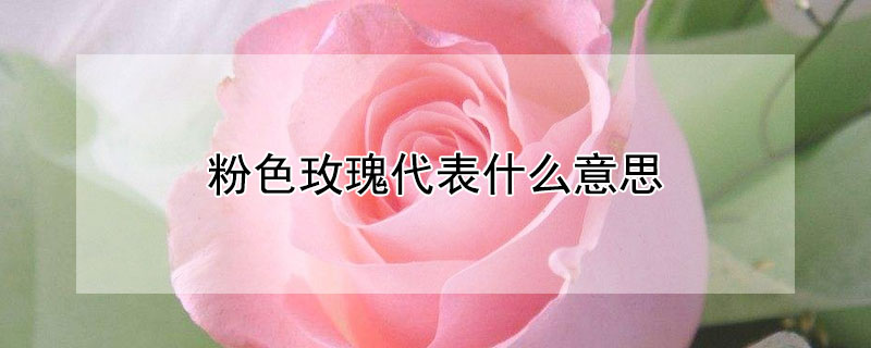 粉色玫瑰代表什么意思（男人送女人粉色玫瑰代表什么意思）