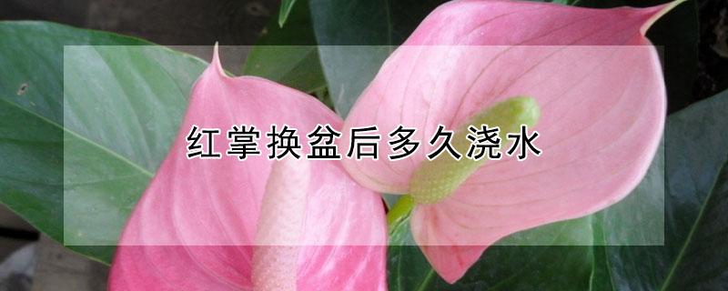 红掌换盆后多久浇水 红掌啥时候换盆