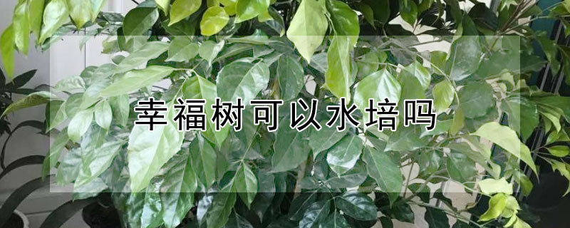 幸福树可以水培吗（幸福树可以水栽培吗?）