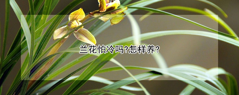 兰花怕冷吗?怎样养?（兰花怕不怕冷）