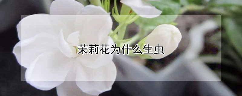 茉莉花为什么生虫（茉莉花为什么生虫子）