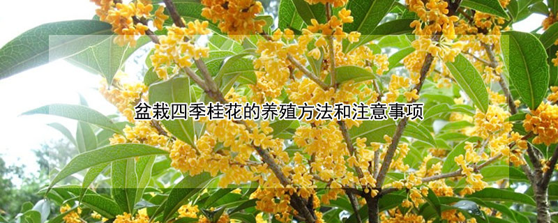 盆栽四季桂花的养殖方法和注意事项（四季桂花养植方法）