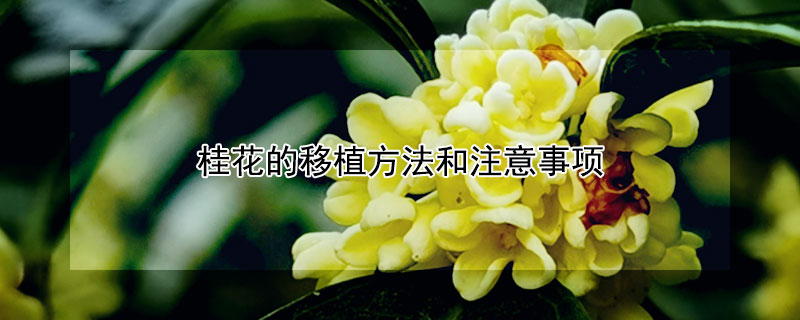 桂花的移植方法和注意事项（桂花如何移栽）