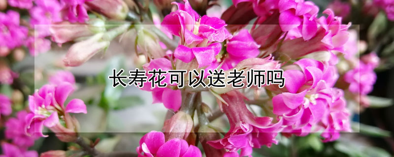 长寿花可以送老师吗（长寿花能送老师吗）