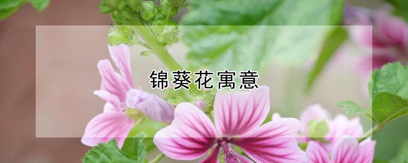 锦葵花寓意 锦葵花寓意日本