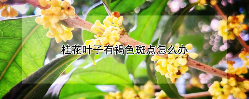 桂花叶子有褐色斑点怎么办 桂花叶子出现咖啡色斑点怎么办?