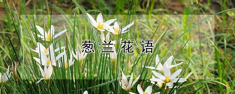 葱兰花语 葱兰花语价值