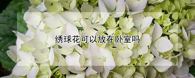 绣球花可以放在卧室吗（插花绣球可以放在卧室吗）