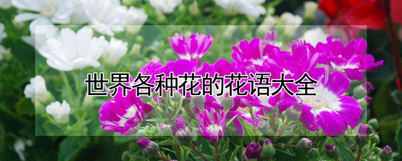 世界各种花的花语大全 世界各种花图片及名称花语
