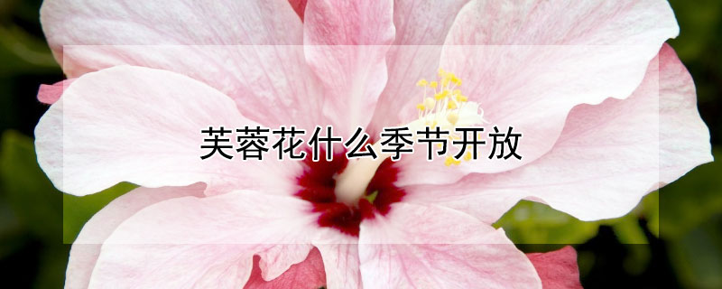 芙蓉花什么季节开放（芙蓉花是什么季节开放的花）