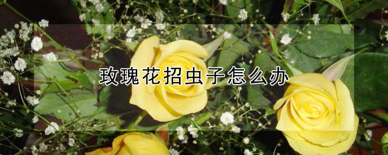 玫瑰花招虫子怎么办（玫瑰花有害虫怎么办）