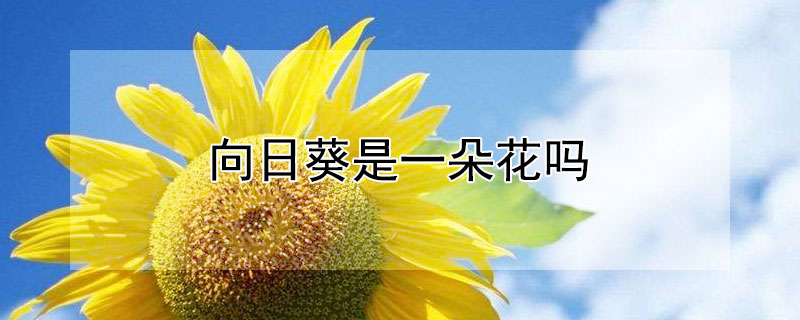 向日葵是一朵花吗（向日葵是一朵花儿吗?）