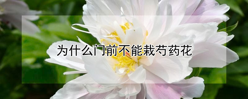 为什么门前不能栽芍药花（芍药花为啥不在门前栽）