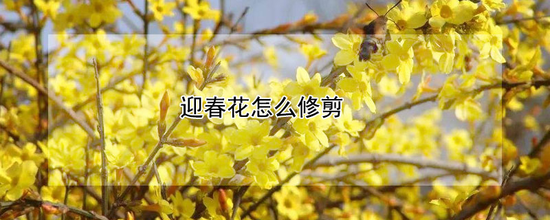 迎春花怎么修剪 夏季迎春花怎么修剪