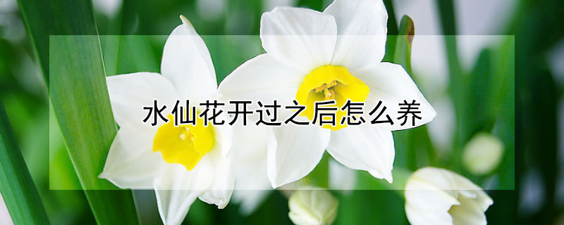 水仙花开过之后怎么养（水仙要开花了怎么养）