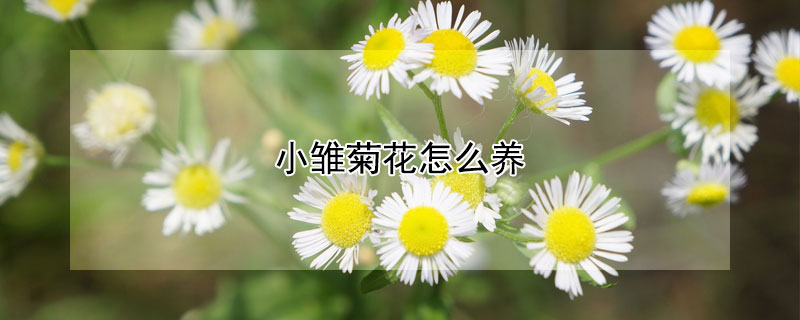 小雏菊花怎么养 小雏菊花怎么养殖方法