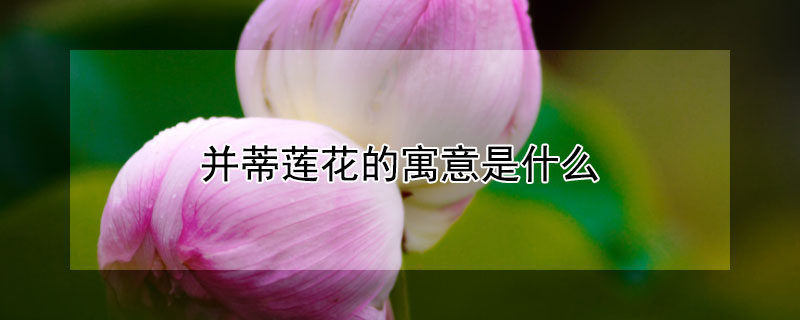 并蒂莲花的寓意是什么 并蒂莲的寓意和象征意义