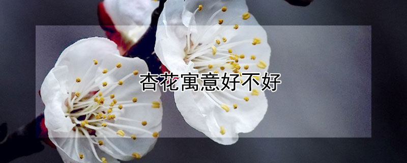 杏花寓意好不好（杏花寓意不好的一面）