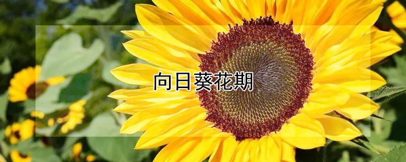 向日葵花期（向日葵花期是什么时候）