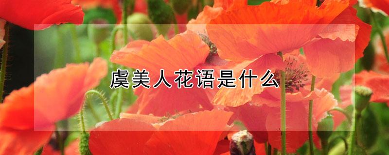 虞美人花语是什么（虞美人花的花语是什么寓意是什么）