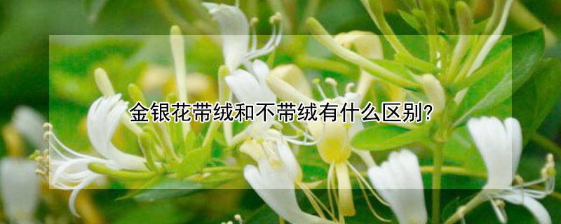 金银花带绒和不带绒有什么区别?（金银花带绒和不带绒有何区别）