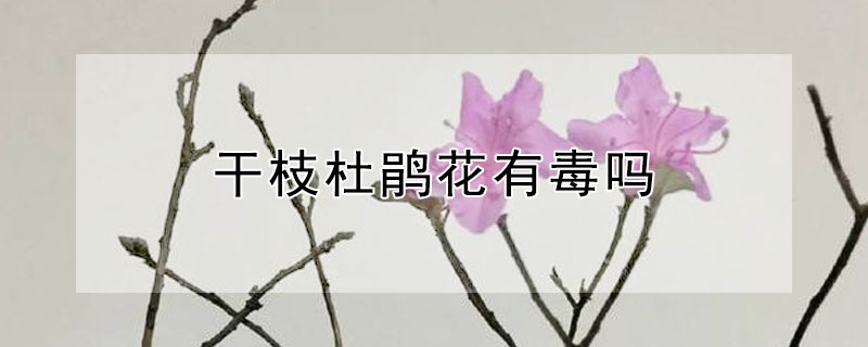 干枝杜鹃花有毒吗（干杜鹃花树枝有毒吗）