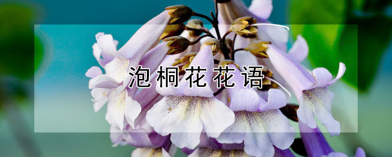 泡桐花花语（桐子花花语）