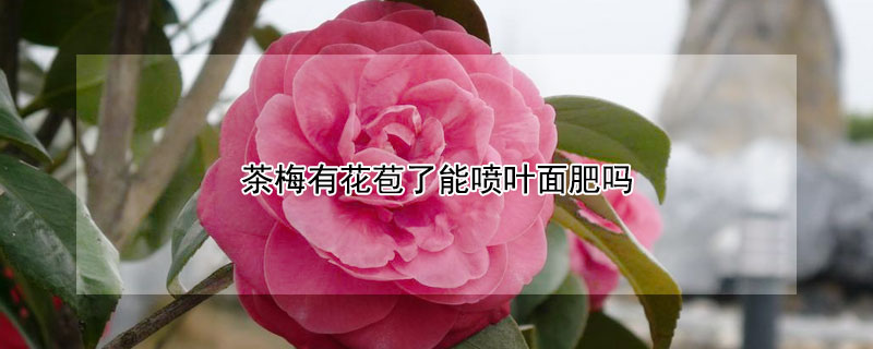 茶梅有花苞了能喷叶面肥吗 茶梅有花苞上什么肥