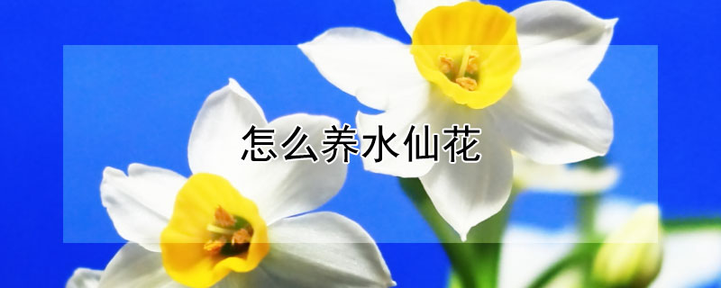 怎么养水仙花（怎么养水仙花才是正确的）