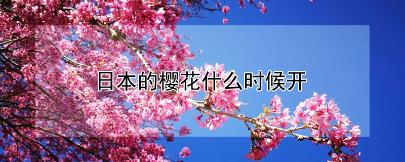 日本的樱花什么时候开（日本的樱花什么时候开放）