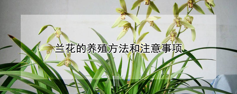 兰花的养殖方法和注意事项（兰花的养殖方法和注意事项 盆栽墨兰）