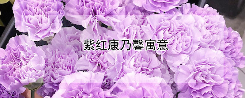 紫红康乃馨寓意（紫色康乃馨的花语和寓意）