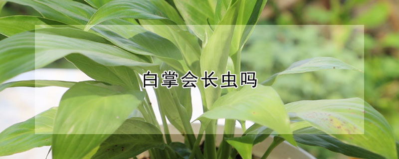 白掌会长虫吗（白掌容易生虫吗）