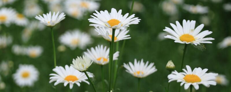 白色大滨菊花语（白小菊花语）