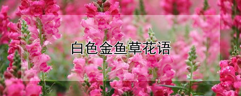 白色金鱼草花语（白色金鱼草花语传说）