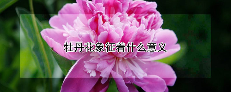 牡丹花象征着什么意义（牡丹花象征着什么意义作文）