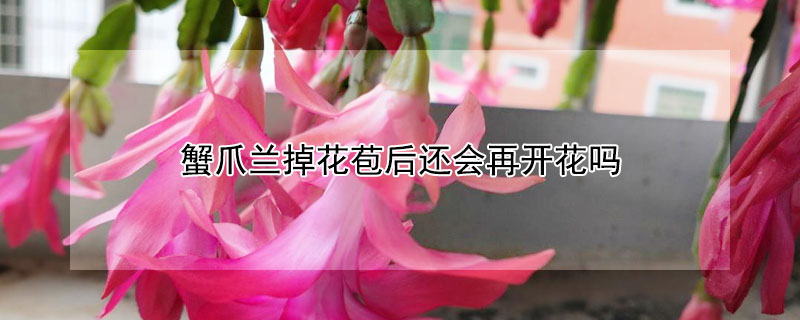 蟹爪兰掉花苞后还会再开花吗（蟹爪兰花苞掉了还会开吗）