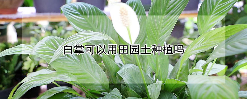 白掌可以用田园土种植吗（白掌可以用营养土种吗）