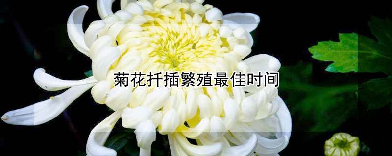 菊花扦插繁殖最佳时间 菊花怎样扦插