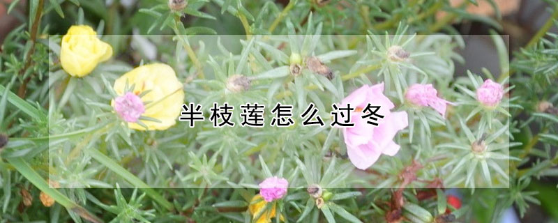 半枝莲怎么过冬（半枝莲冬天怎么养护）