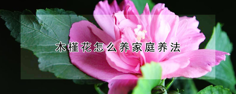 木槿花怎么养家庭养法（木槿花家庭养殖方法）