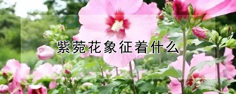 紫菀花象征着什么 紫菀花的花语是什么