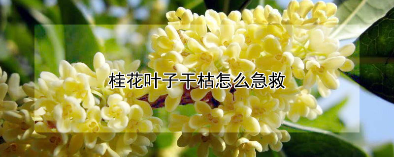 桂花叶子干枯怎么急救 桂花叶子干枯怎么急救是线虫病吗?