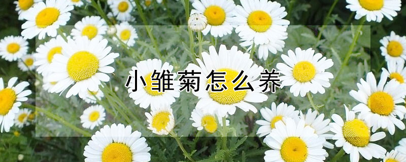 小雏菊怎么养 小雏菊怎么养在水里