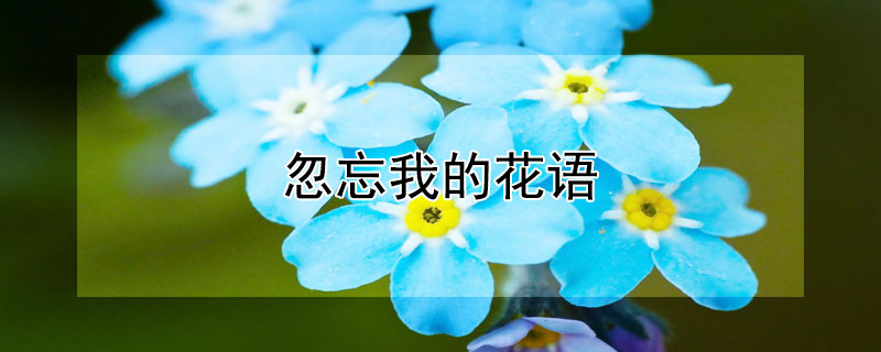 忽忘我的花语（忽忘我的花语的意思）