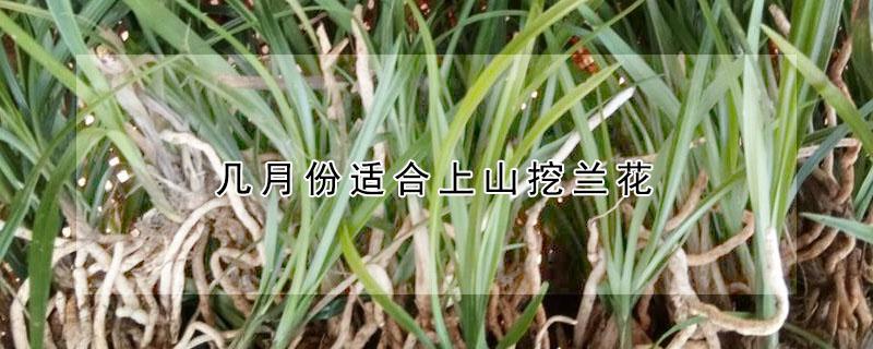 几月份适合上山挖兰花 山上兰花什么时候去挖最好