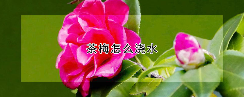 茶梅怎么浇水（茶梅移栽后能浇水吗）