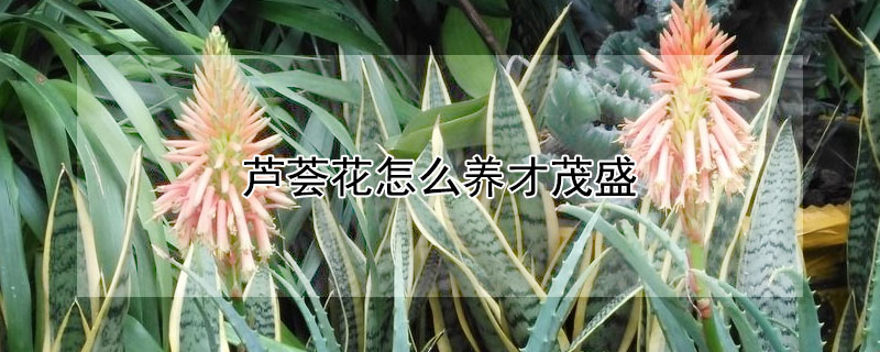 芦荟花怎么养才茂盛（芦荟怎样栽培长得茂盛）