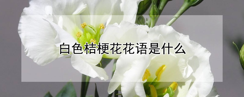 白色桔梗花花语是什么 白色桔梗的花语