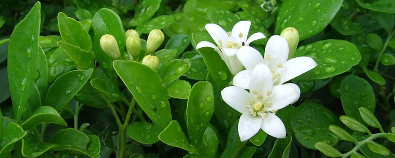 七里香花语（七里香花语是勇气吗）